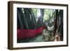 Sacred Baobab tree, Nosy Be Island, northern area, Madagascar, Africa-Christian Kober-Framed Photographic Print