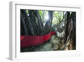 Sacred Baobab tree, Nosy Be Island, northern area, Madagascar, Africa-Christian Kober-Framed Photographic Print