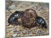 Sacred Beetle (Scarabaeus Sacer), Scarabaeidae-null-Mounted Giclee Print