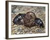 Sacred Beetle (Scarabaeus Sacer), Scarabaeidae-null-Framed Giclee Print