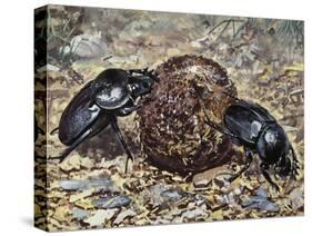 Sacred Beetle (Scarabaeus Sacer), Scarabaeidae-null-Stretched Canvas