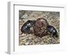 Sacred Beetle (Scarabaeus Sacer), Scarabaeidae-null-Framed Giclee Print