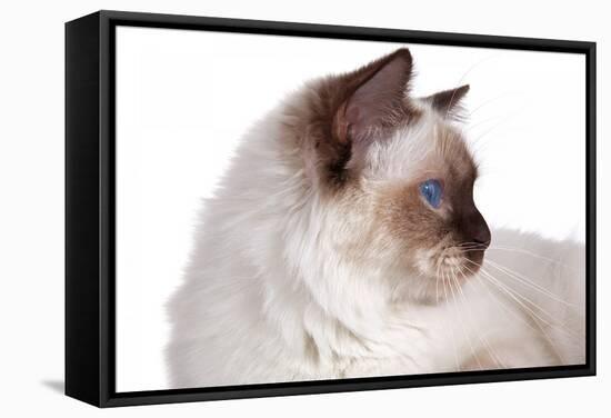 Sacred Cat of Burma-Fabio Petroni-Framed Stretched Canvas