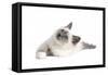 Sacred Cat of Burma-Fabio Petroni-Framed Stretched Canvas