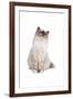 Sacred Cat of Burma-Fabio Petroni-Framed Premium Photographic Print