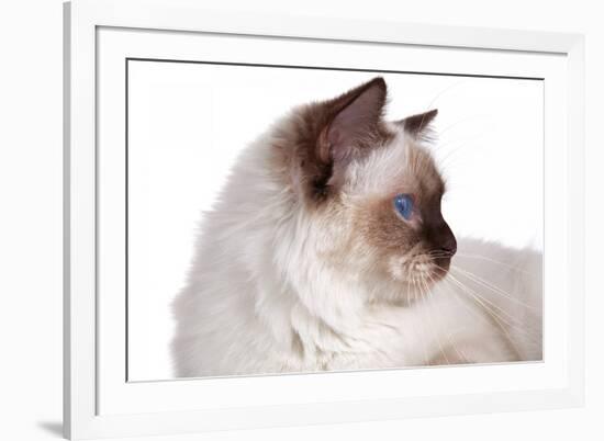 Sacred Cat of Burma-Fabio Petroni-Framed Photographic Print