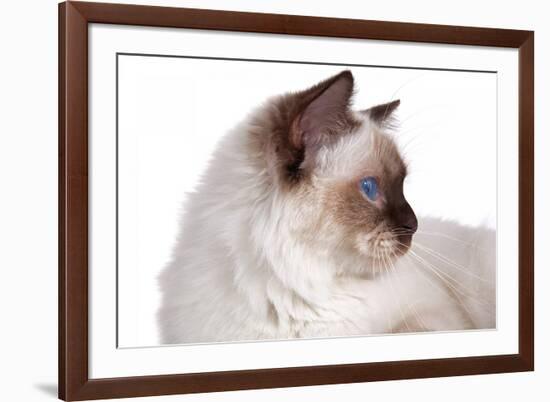 Sacred Cat of Burma-Fabio Petroni-Framed Photographic Print