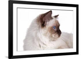 Sacred Cat of Burma-Fabio Petroni-Framed Photographic Print