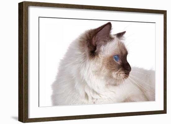 Sacred Cat of Burma-Fabio Petroni-Framed Photographic Print