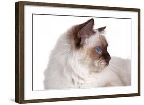 Sacred Cat of Burma-Fabio Petroni-Framed Photographic Print