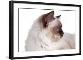 Sacred Cat of Burma-Fabio Petroni-Framed Photographic Print