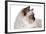 Sacred Cat of Burma-Fabio Petroni-Framed Photographic Print