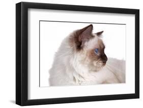 Sacred Cat of Burma-Fabio Petroni-Framed Photographic Print