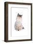 Sacred Cat of Burma-Fabio Petroni-Framed Photographic Print