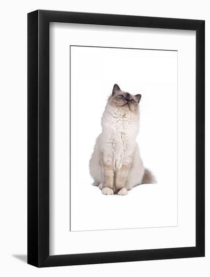 Sacred Cat of Burma-Fabio Petroni-Framed Photographic Print
