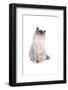 Sacred Cat of Burma-Fabio Petroni-Framed Photographic Print