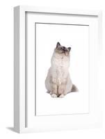 Sacred Cat of Burma-Fabio Petroni-Framed Photographic Print