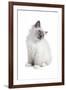 Sacred Cat of Burma-Fabio Petroni-Framed Photographic Print