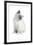 Sacred Cat of Burma-Fabio Petroni-Framed Photographic Print