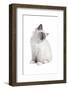 Sacred Cat of Burma-Fabio Petroni-Framed Photographic Print