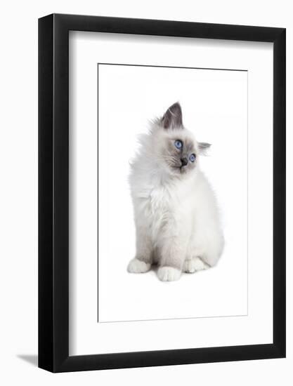 Sacred Cat of Burma-Fabio Petroni-Framed Photographic Print