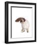 Sacred Cat of Burma-Fabio Petroni-Framed Photographic Print