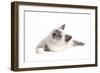 Sacred Cat of Burma-Fabio Petroni-Framed Photographic Print