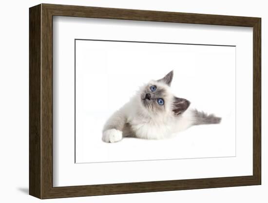 Sacred Cat of Burma-Fabio Petroni-Framed Photographic Print