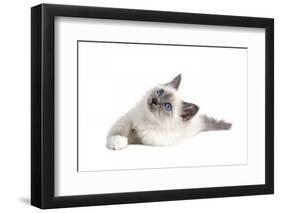 Sacred Cat of Burma-Fabio Petroni-Framed Photographic Print