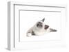 Sacred Cat of Burma-Fabio Petroni-Framed Photographic Print