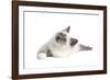 Sacred Cat of Burma-Fabio Petroni-Framed Photographic Print