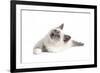 Sacred Cat of Burma-Fabio Petroni-Framed Photographic Print