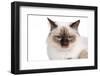 Sacred Cat of Burma-Fabio Petroni-Framed Photographic Print