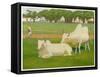 Sacred Cows, India-Richard Carline-Framed Stretched Canvas