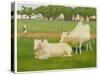 Sacred Cows, India-Richard Carline-Stretched Canvas