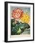 Sacred Egyptian Bean-null-Framed Giclee Print