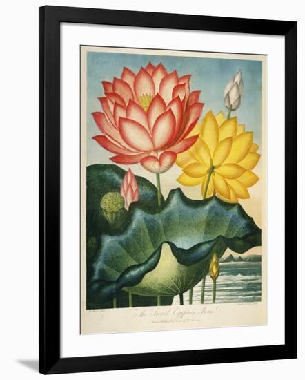 Sacred Egyptian Bean-null-Framed Giclee Print