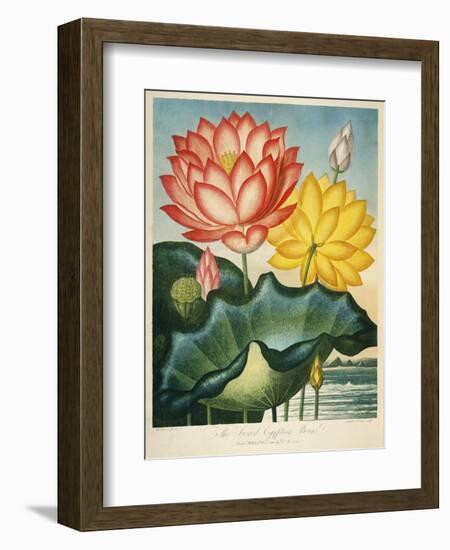 Sacred Egyptian Bean-null-Framed Giclee Print