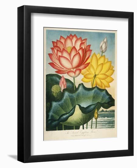 Sacred Egyptian Bean-null-Framed Giclee Print