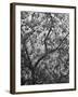 Sacred Flying Foxes, Hanging from an Ironwood Tree-Eliot Elisofon-Framed Photographic Print