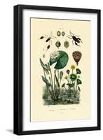 Sacred Lotus, 1833-39-null-Framed Giclee Print