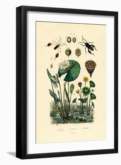 Sacred Lotus, 1833-39-null-Framed Giclee Print