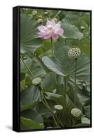 Sacred Lotus (Nelumbo Nucifera)-Dr. Nick Kurzenko-Framed Stretched Canvas