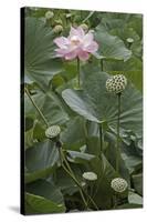 Sacred Lotus (Nelumbo Nucifera)-Dr. Nick Kurzenko-Stretched Canvas