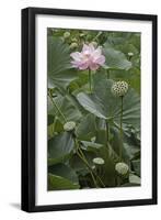 Sacred Lotus (Nelumbo Nucifera)-Dr. Nick Kurzenko-Framed Photographic Print