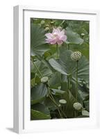 Sacred Lotus (Nelumbo Nucifera)-Dr. Nick Kurzenko-Framed Photographic Print