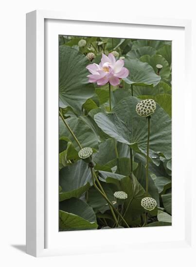 Sacred Lotus (Nelumbo Nucifera)-Dr. Nick Kurzenko-Framed Photographic Print