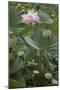 Sacred Lotus (Nelumbo Nucifera)-Dr. Nick Kurzenko-Mounted Photographic Print