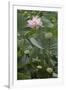 Sacred Lotus (Nelumbo Nucifera)-Dr. Nick Kurzenko-Framed Photographic Print