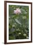 Sacred Lotus (Nelumbo Nucifera)-Dr. Nick Kurzenko-Framed Photographic Print